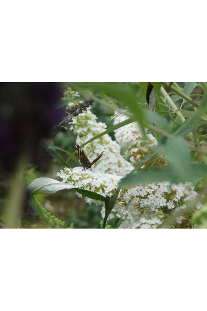 Будлея Давида Вайт Бол білі суцвіття