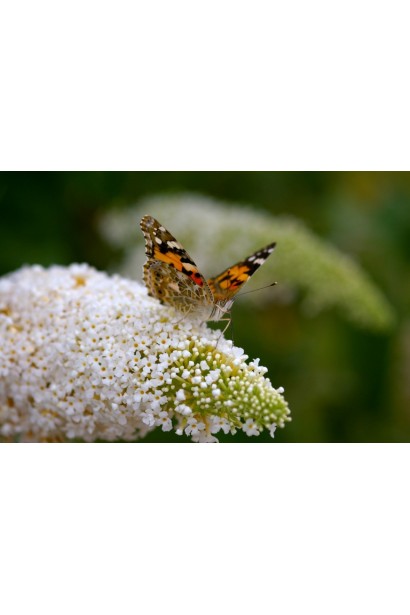 Будлея Давида Вайт Бол колосовидні квіти