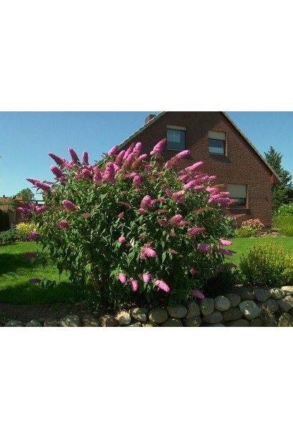 Будлея Давида Пінк Делайт в ландшафті