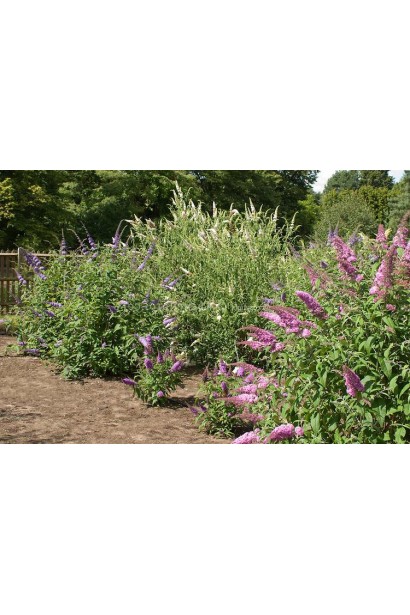 Будлея Давида Pink Delight  композиція з іншими сортами будлеї