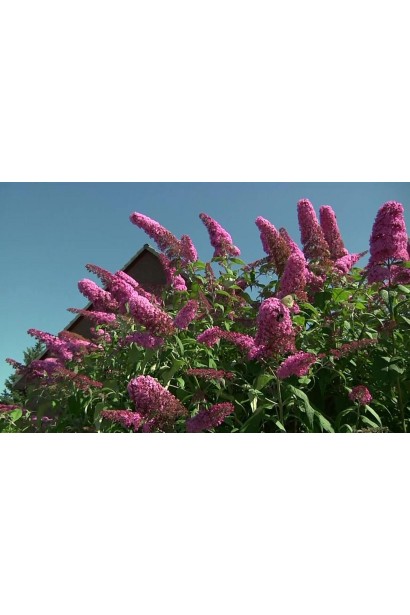 Buddleja davidii Pink Delight