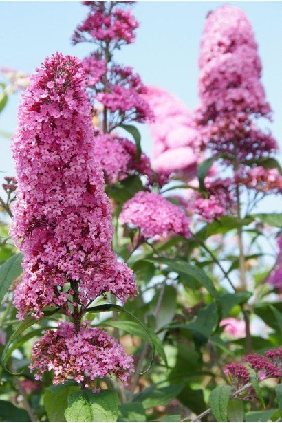Buddleja davidii Pink Delight сорт рожевого кольору