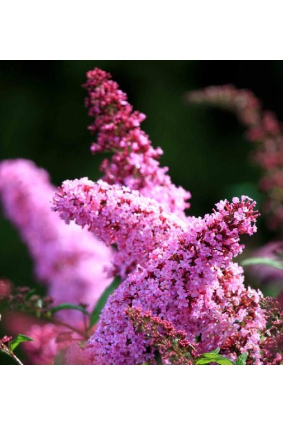 Рожево-лілові суцвіття будлеї Пінк Делайт