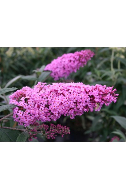 Будлея Давида Пінк Делайт квіти