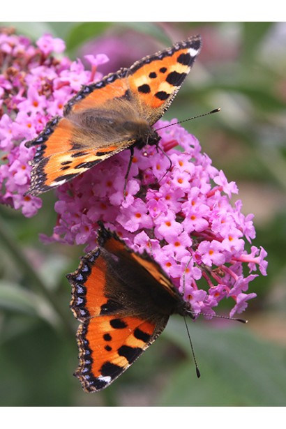 Будлея Давида Пінк Делайт