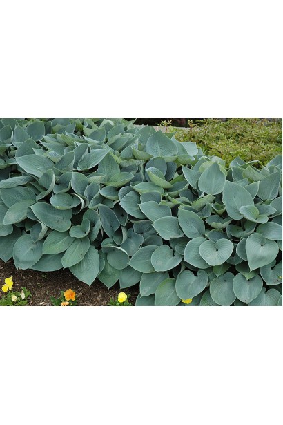 Хоста Хальціон – ефектна рослина для вашого ландшафту.