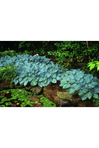 Саджанець хости Хальціон – для тіні та напівтіні.