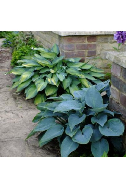 Хоста Хальціон – багаторічник із блакитним забарвленням листя.