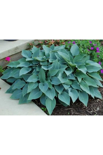 Хоста Хальціон – блакитний кущ для саду.