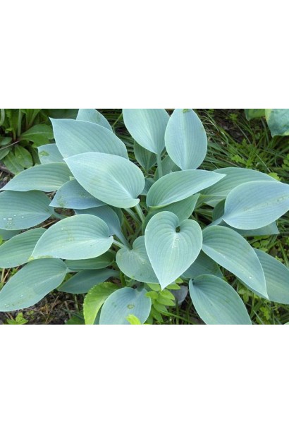 Хоста гібридна Хальціон