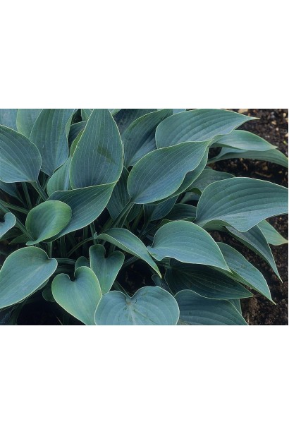 Листя хости Хальціон – матове, блакитно-зелене.