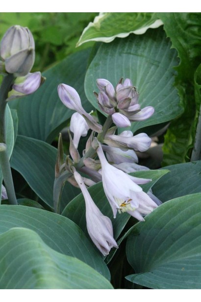 Hosta hybrida Halcyon