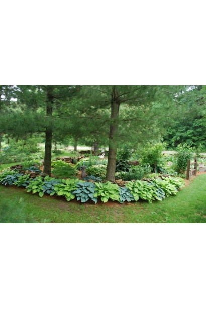 Хоста гібридна Хальціон