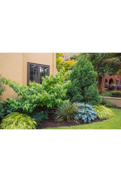 Ландшафтний дизайн із хостою Хальціон – стиль і витонченість.