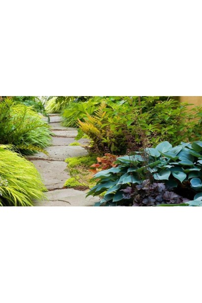 Хальціон – хоста з прохолодним блакитним відтінком.