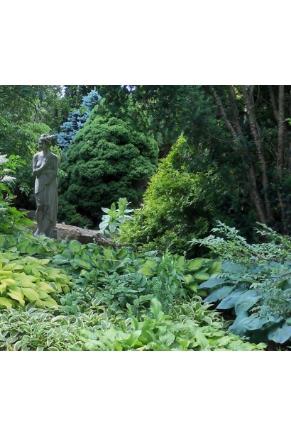 Hosta hybrida Halcyon