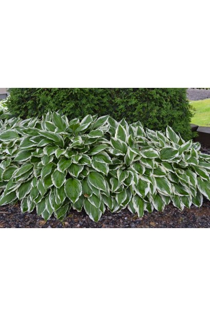 Hosta hybrida Chantilly Lace