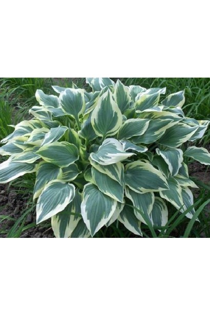 Хоста Шентіллі Лейс – витончений кущ для саду.