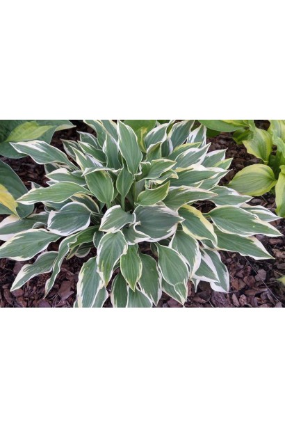 Хоста Шентіллі Лейс – багаторічник із вишуканим листям.