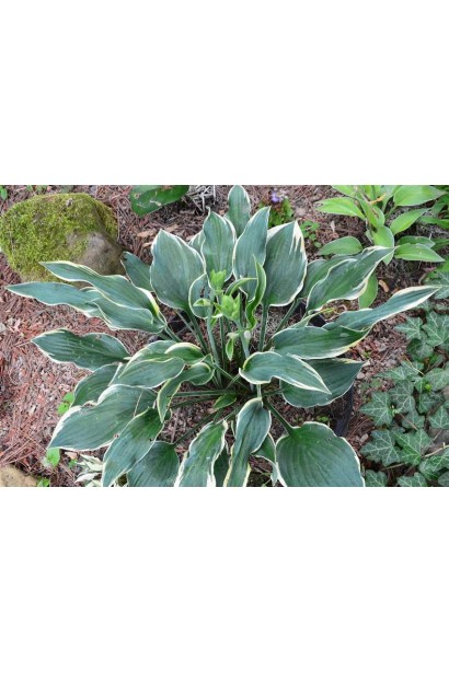 Хоста Шентіллі Лейс – декоративний акцент у вашому саду.