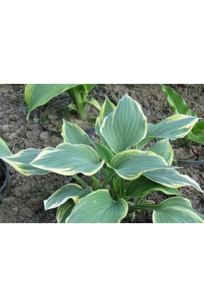 Листя хости Шентіллі Лейс – зелене з ніжною каймою.