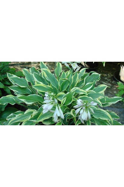 Кущ хости Шентіллі Лейс – витончений акцент у ландшафті.