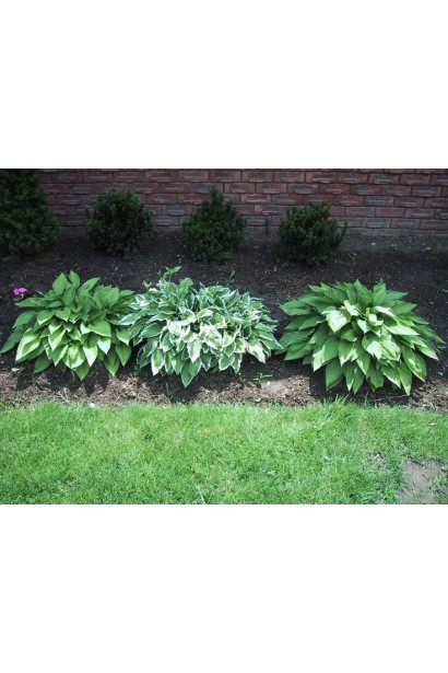 Ландшафтний дизайн з хостою Ессенс оф Саммер.