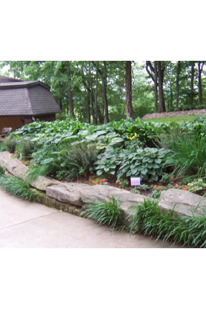 Хоста гібридна Ессенс оф Саммер