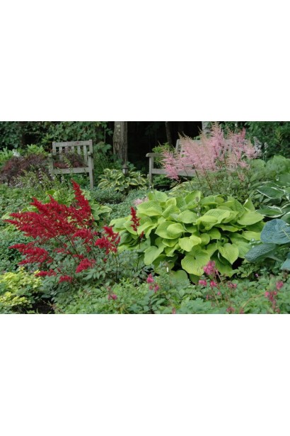 Ессенс оф Саммер – яскравий акцент у вашому ландшафті.