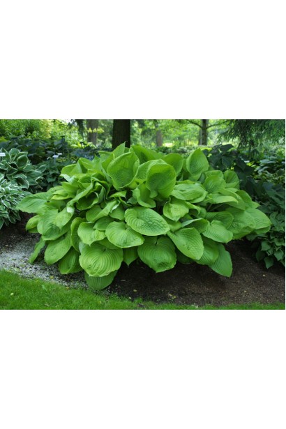 Хоста Ессенс оф Саммер – унікальний сорт із привабливим листям.