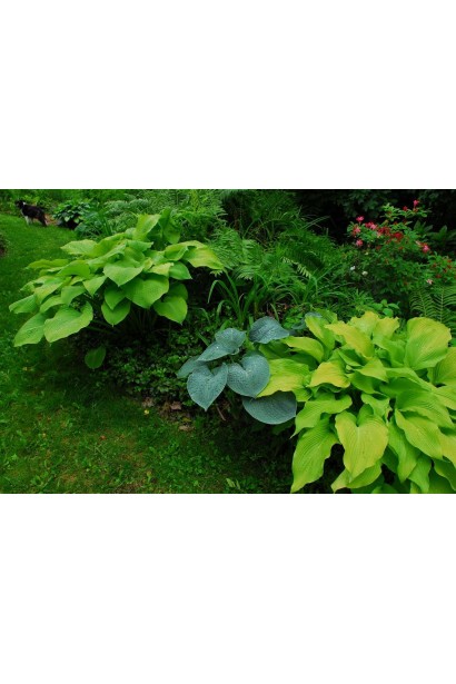 Ессенс оф Саммер – чудова хоста для саду і клумб.