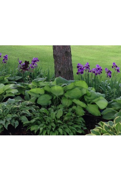 Хоста Ессенс оф Саммер – ідеальний вибір для тіньового саду.