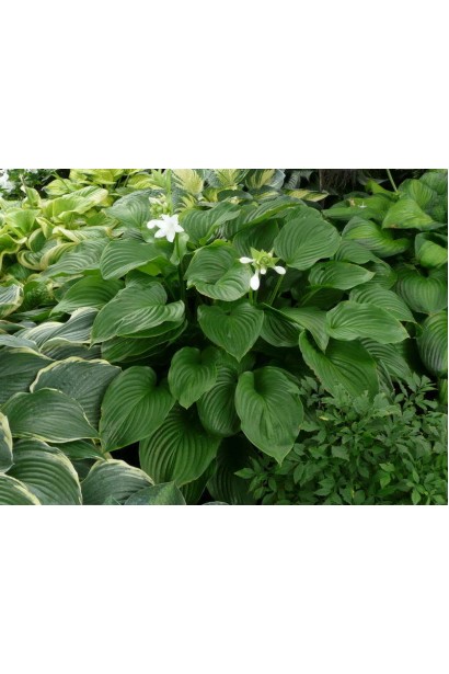 Hosta hybrida Essence of Summer