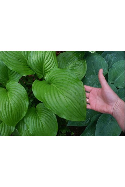 Листя хости Ессенс оф Саммер – декоративне та розкішне.