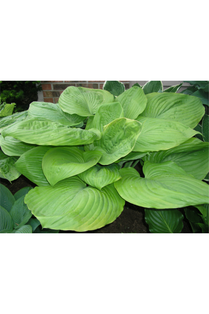 Хоста Ессенс оф Саммер – ніжний багаторічний кущ.