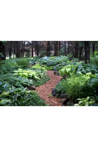 Ессенс оф Саммер – декоративний кущ для садових композицій.