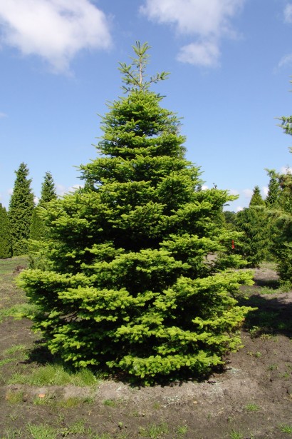 Пихта корейская: уникальное хвойное растение с декоративными шишками и густой кроной.