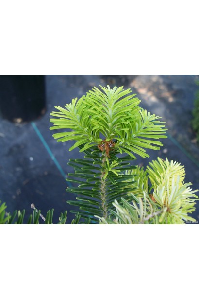 Хвоя пихты корейской: уникальное сочетание цветов и текстуры.