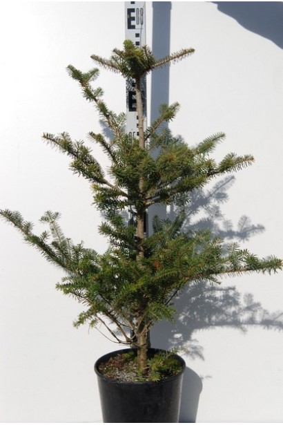 Саженец пихты корейской: морозостоек и неприхотлив в уходе.