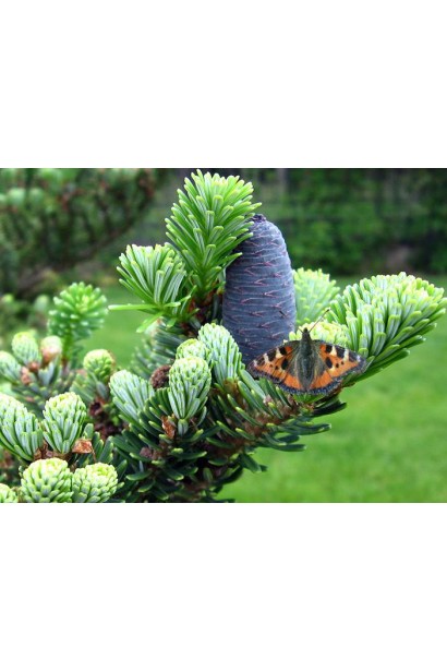 Шишки пихты корейской