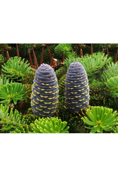 Шишки пихты корейской: естественный декор, который делает дерево еще более изысканным.