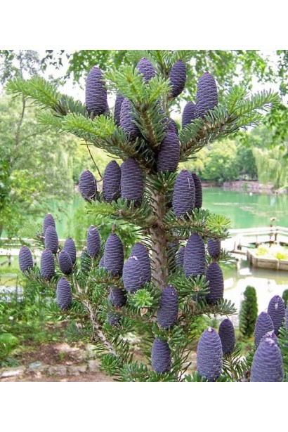 Шишки пихты корейской: декоративные, насыщенного фиолетового оттенка.