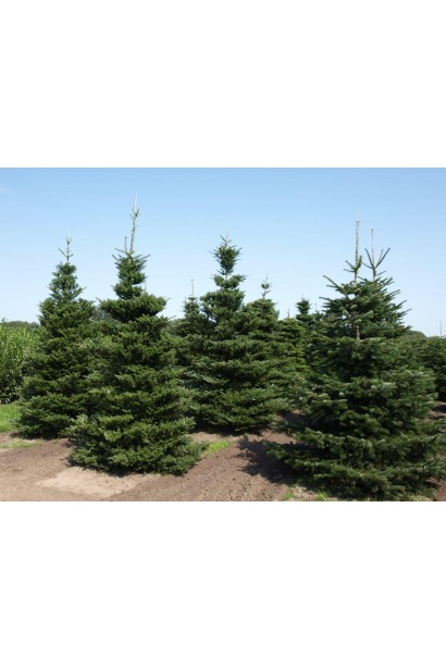 Пихта корейская: изящное хвойное дерево с густой зеленой хвоей.