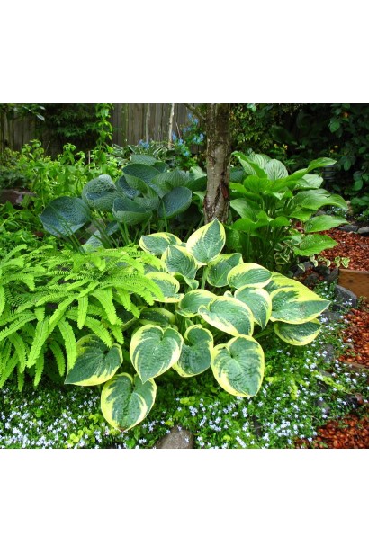 Хоста Форчуна Aureomarginata - стильный выбор для клумб.