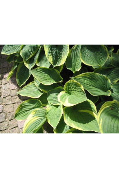 Хоста форчуна Ауреомаргината