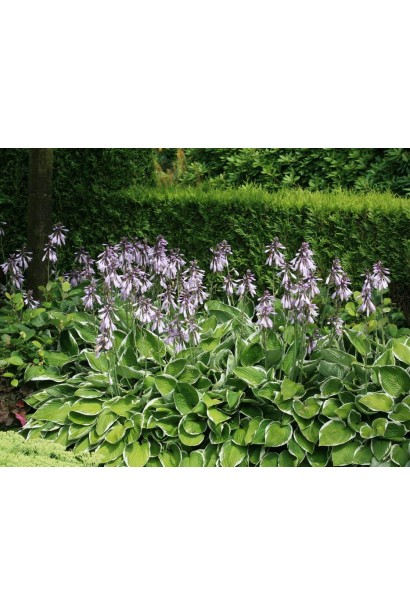 Хоста Форчуна Aureomarginata - любимица ландшафтных дизайнеров.