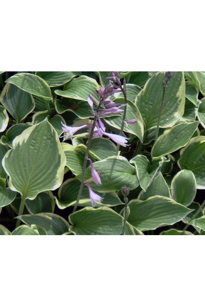 Hosta fortunei Aureomarginata