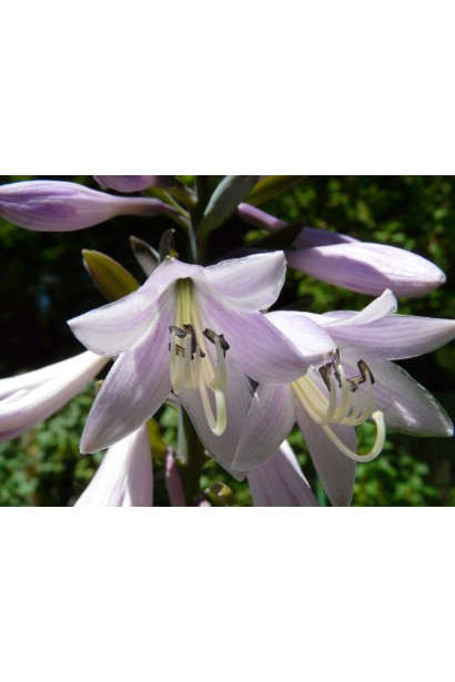 Хоста Форчуна Aureomarginata - Цветы