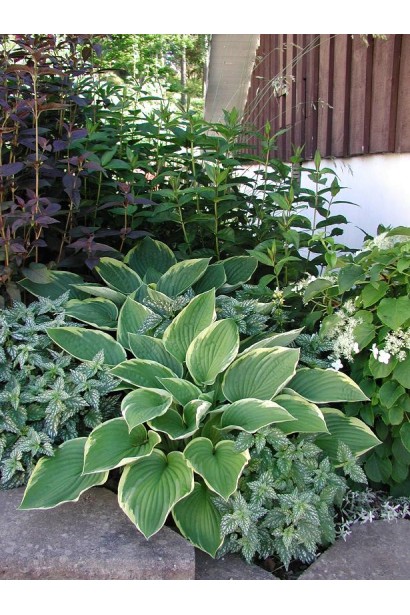 Листья хосты Форчуна Ауреомаргината - яркий садовый акцент.