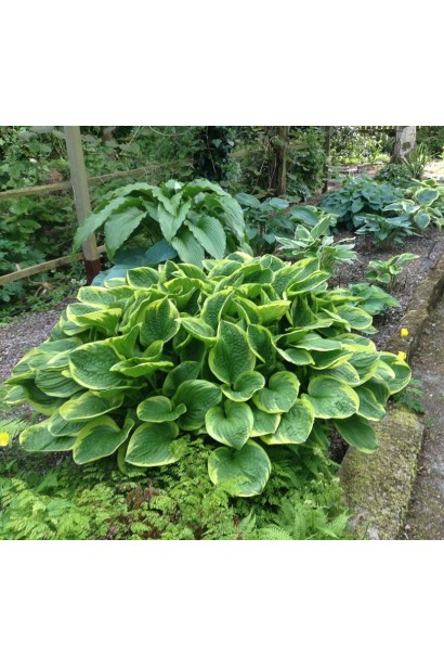 Куст хосты Форчуна Ауреомаргината - природная роскошь.